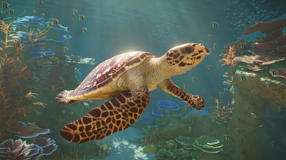 Planet Zoo 2 capture d'écran 3 — Xbox Series X|S, PC (Microsoft Windows), PlayStation 5